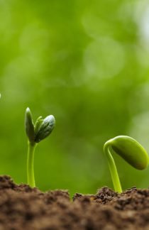 Close up of dirt with small sprouting green buds